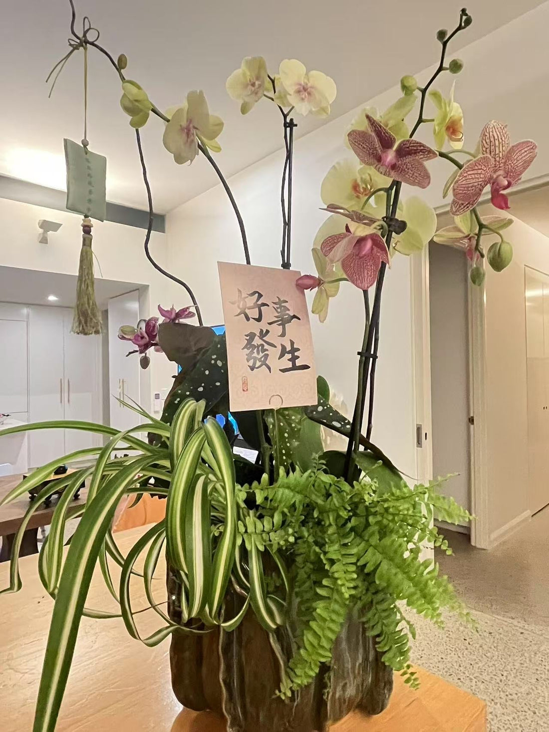 Orchid plant arrangement